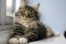 What's Your Cat Personality? What's Your Cat Personality?