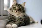What's Your Cat Personality? What's Your Cat Personality?