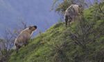 Which Mammal Are You? Which Mammal Are You?