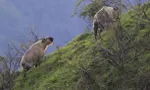 Which Mammal Are You? Which Mammal Are You?