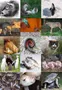 What's Your Animal Behavior Personality? What's Your Animal Behavior Personality?