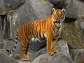 WHAT SPECIES OF BIG CAT IN PANTHERINAE LINEAGE YOU WANT TO BE AS