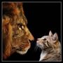 Which Lion Are You? Which Lion Are You?