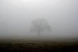 Shrouded_in_Mist