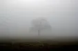 Shrouded_in_Mist