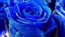 awesomenessqueen66