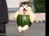 All_hail_Melon_King