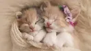 JackCatblackcat