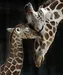 purplegiraffe