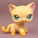 Cats Cats