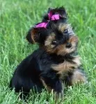 Yorkie/ Shorkie Yorkie/ Shorkie