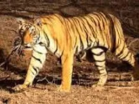 tiger tiger