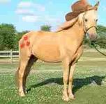 applejack applejack