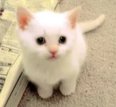 Kitties! Kitties!