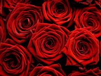 Roses Roses