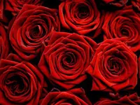 Roses Roses