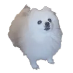 Gabe
