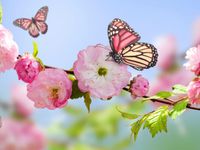 Spring... Spring...