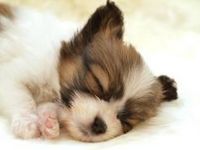 Kute dog 1 Kute dog 1
