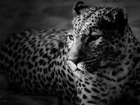 leopards leopards