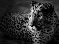 leopards leopards