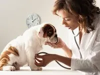 Vet Vet