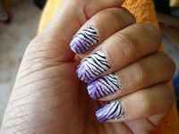 Zebra Zebra
