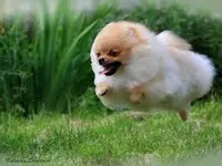 Pomeranians are such cute lap dogs! Pomeranians are such cute lap dogs!