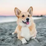 dogs