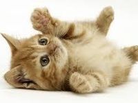 Cats Cats