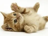 Cats Cats