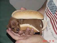wiener dog wiener dog