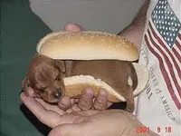 wiener dog wiener dog