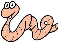 worm worm