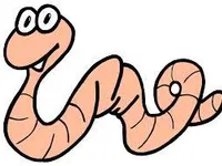 worm worm