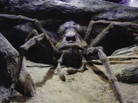 A) be a ginormous spider