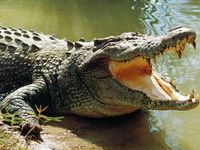 CROCODILE CROCODILE