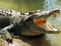 CROCODILE CROCODILE