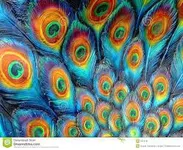 Peacock Feathers Peacock Feathers