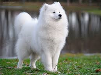 Delilah (For a Samoyed, or white husky.) GIRL Delilah (For a Samoyed, or white husky.) GIRL