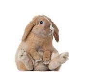 RABBIT RABBIT