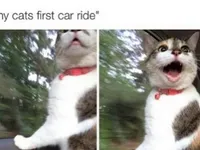 no