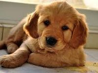 golden retriever golden retriever