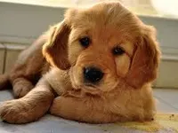 golden retriever golden retriever