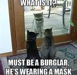 Misunderstood Raccoon Misunderstood Raccoon