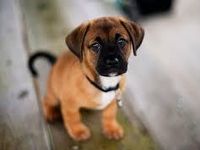 Kute dog 2 Kute dog 2