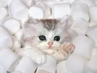 kitten! kitten!