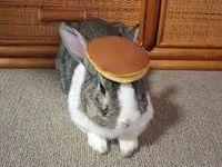 panzcake bunzy!! ! ! panzcake bunzy!! ! !