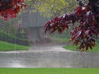 Rainy Rainy