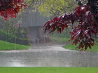 Rainy Rainy